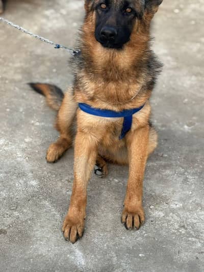 dog Garman shafatdubal cord