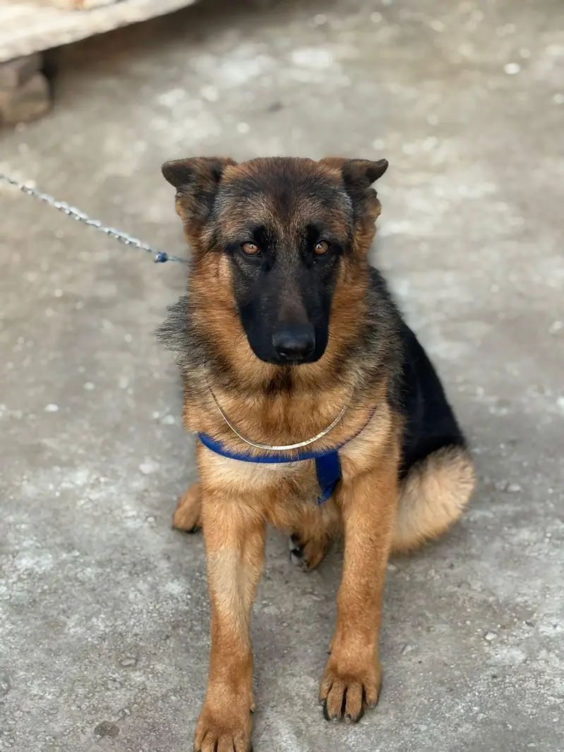 dog Garman shafatdubal cord — photo 2
