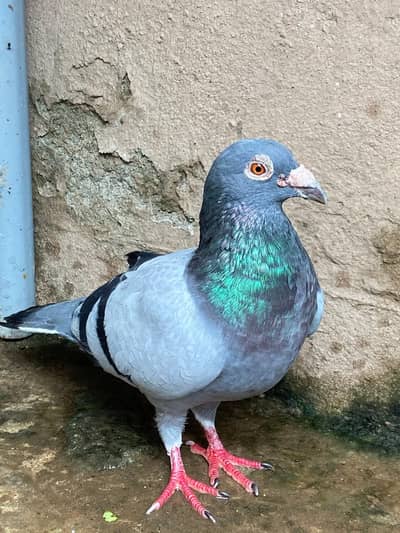 Top Quality Qasad homer breeder male available fancy bird peigon