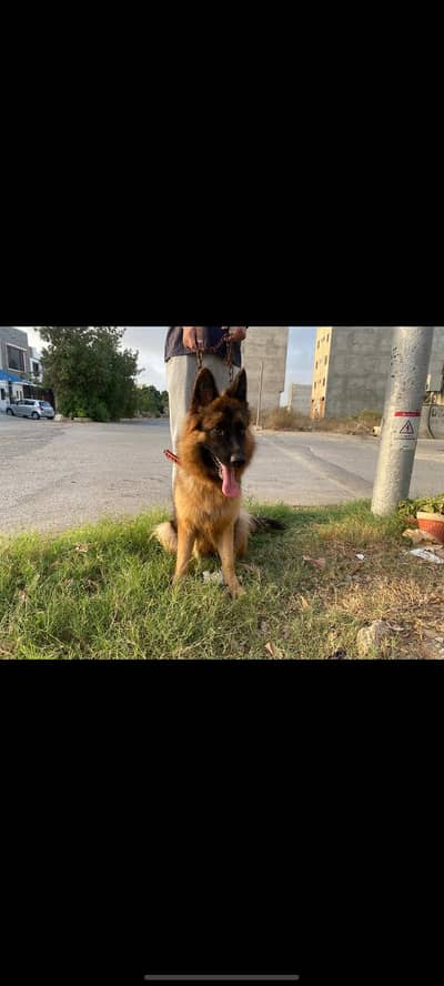 Female German shepherd long coat