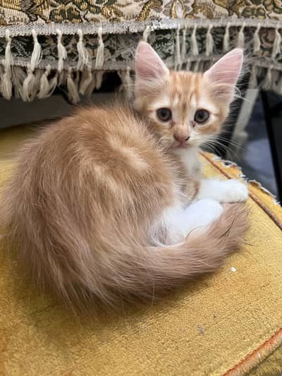 Persian. Baby cat  for sale 8000