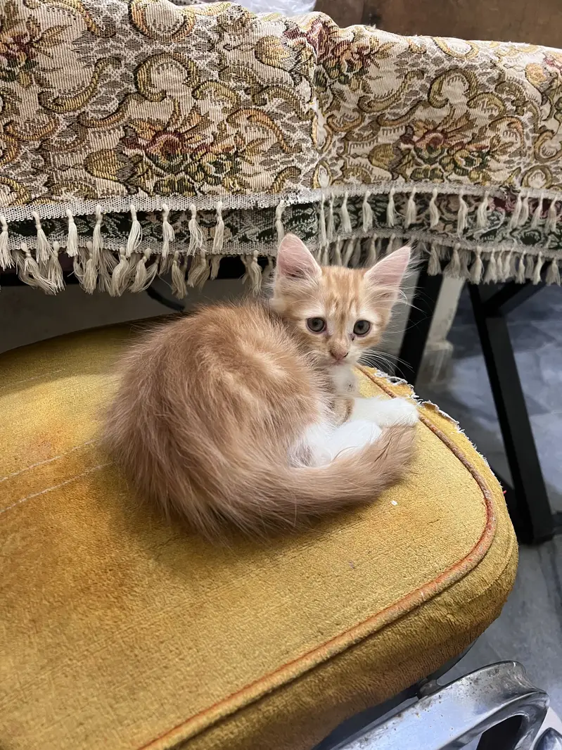 Persian. Baby cat  for sale 8000 — photo 2
