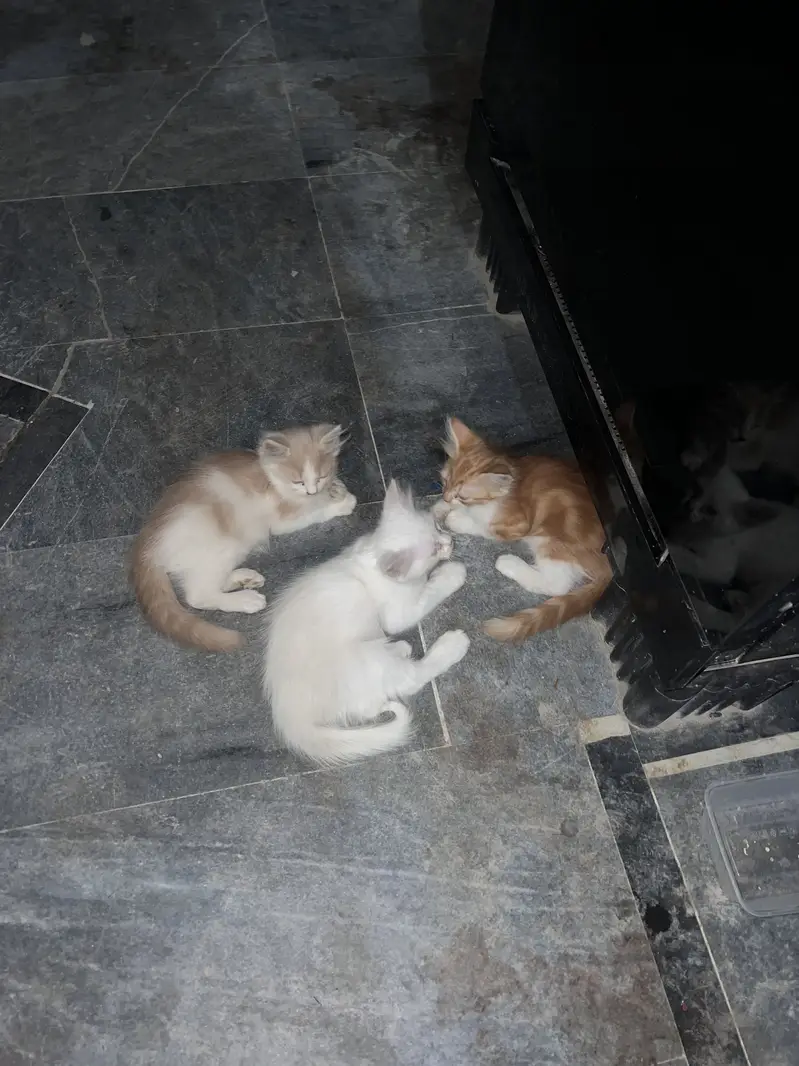 Persian. Baby cat  for sale 8000 — photo 3