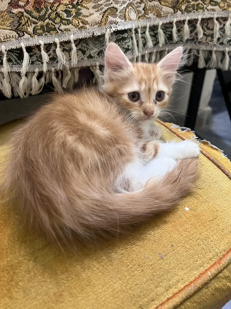Persian. Baby cat  for sale 8000 — photo 4
