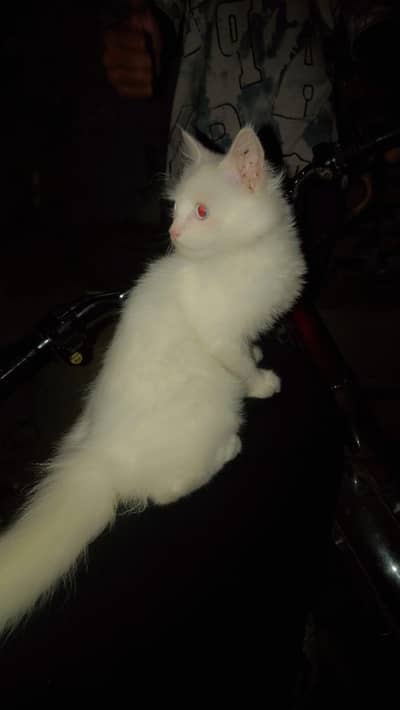 Persian cat