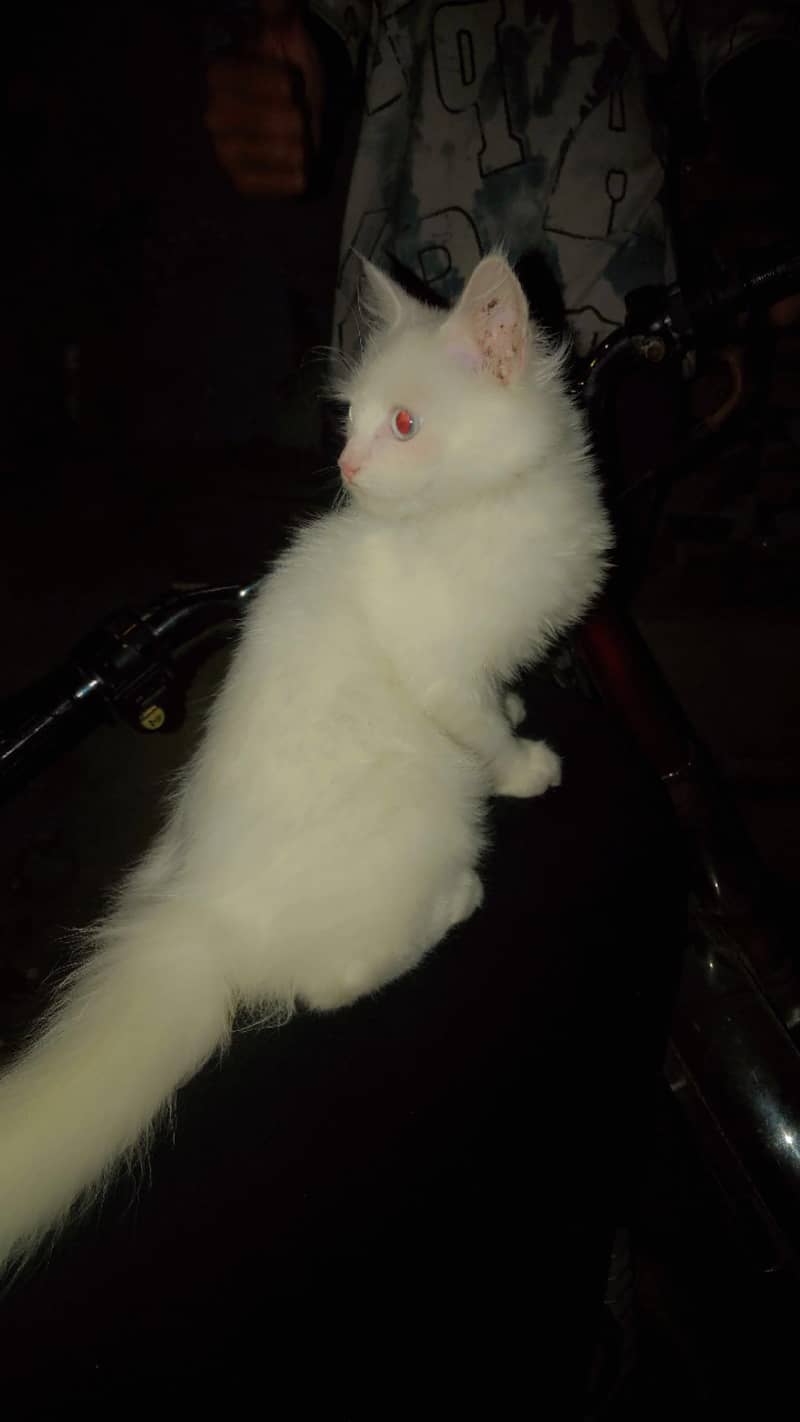 Persian cat 0