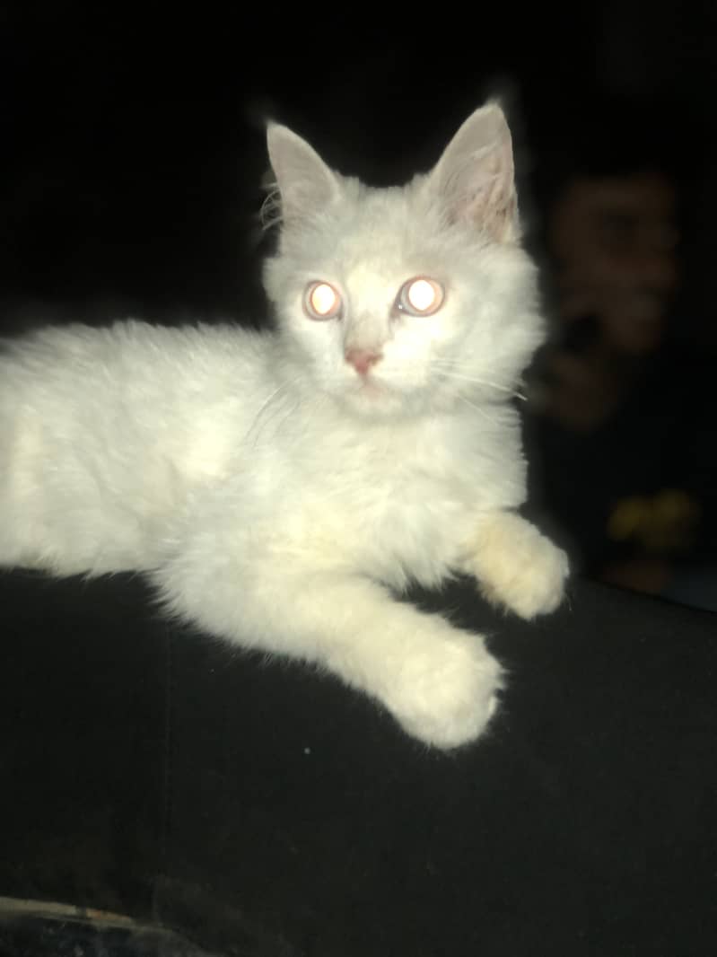 Persian cat 2