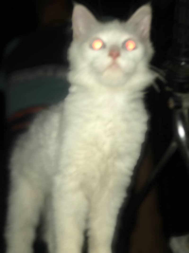 Persian cat 3