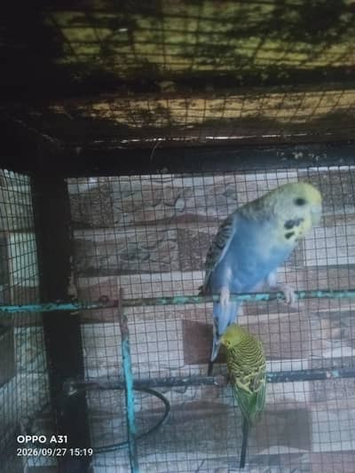 budgie pair for sale