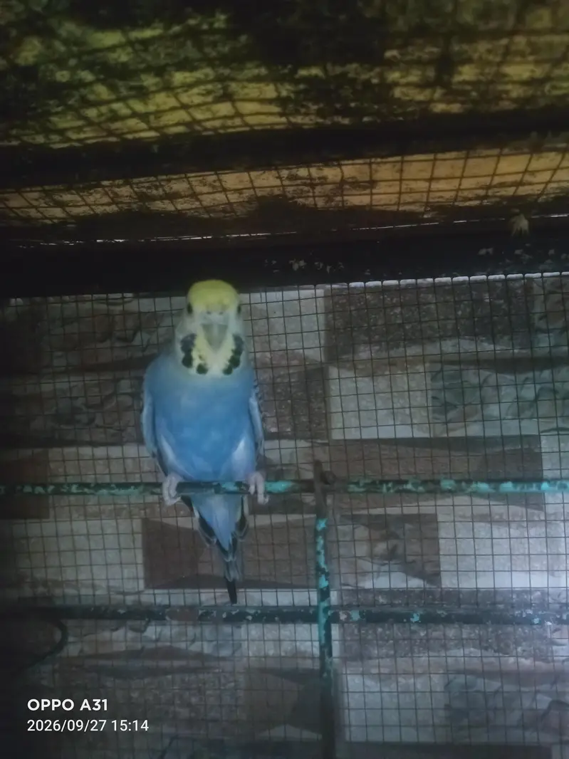 budgie pair for sale — photo 2