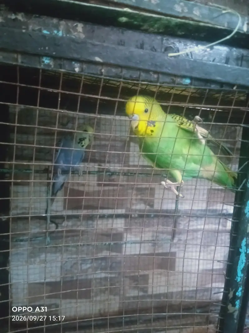 budgie pair for sale — photo 3