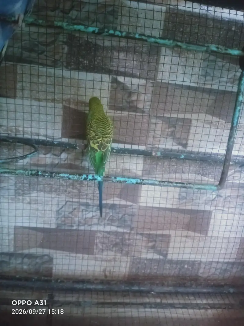 budgie pair for sale — photo 4