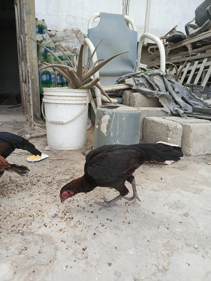 four females — photo 2