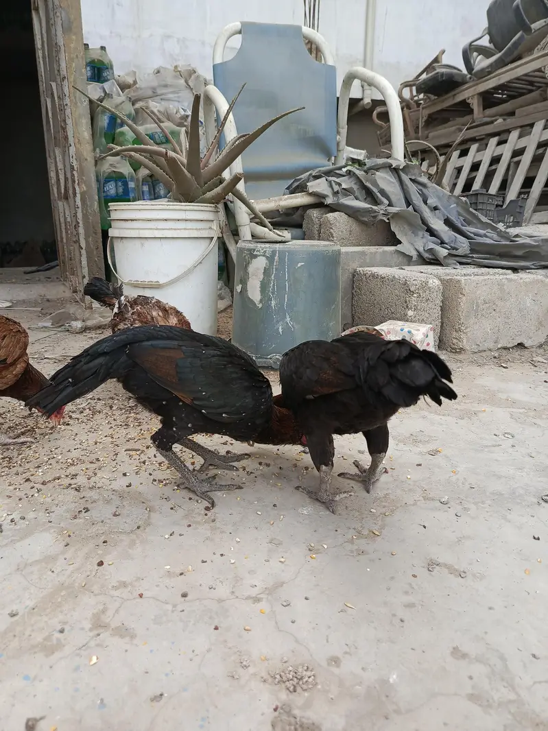 four females — photo 3