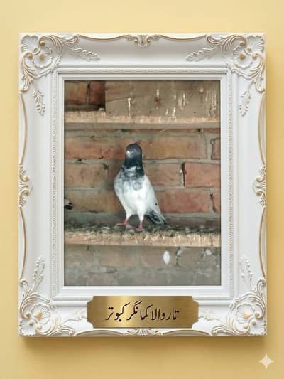 Super Fly Pigeons