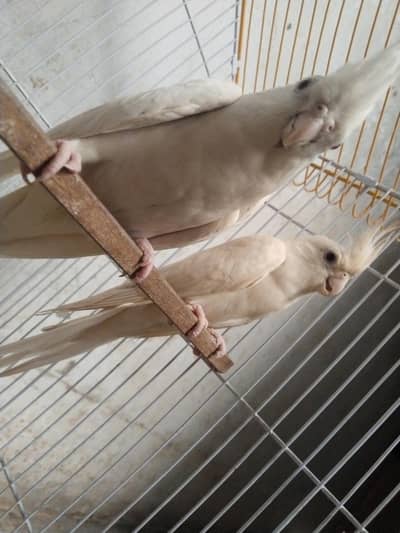healthy active pair breeding ki hoe ha with two eggs red eyes