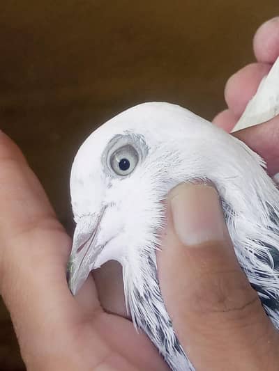 one pair and one male pigeons for sale
