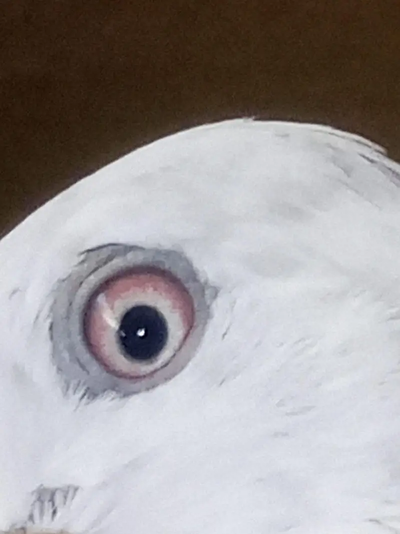 one pair and one male pigeons for sale — photo 2