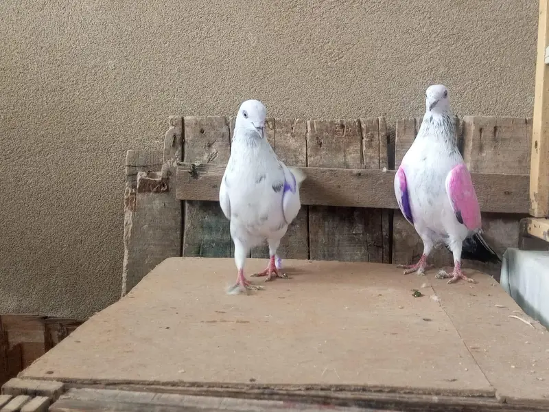 one pair and one male pigeons for sale — photo 3
