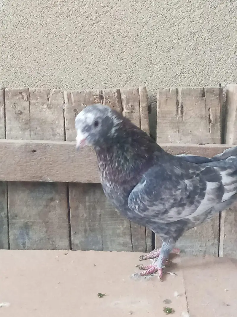one pair and one male pigeons for sale — photo 4