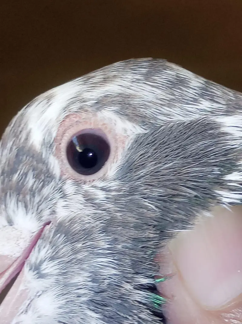 one pair and one male pigeons for sale — photo 5