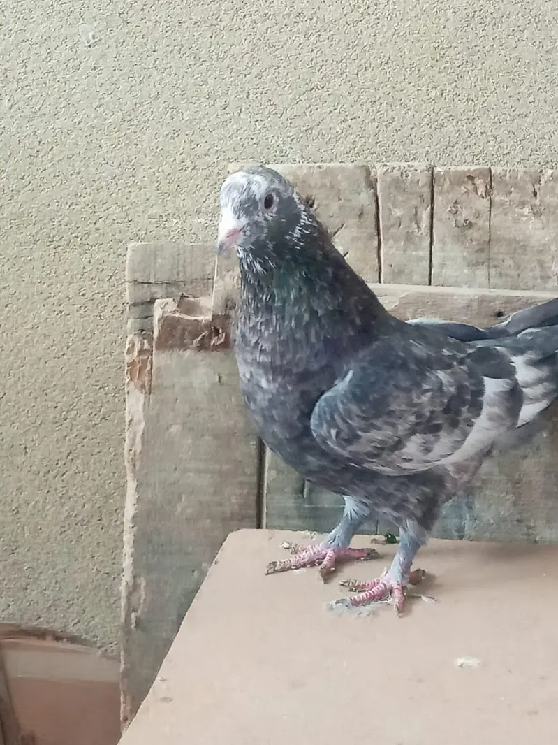 one pair and one male pigeons for sale — photo 6