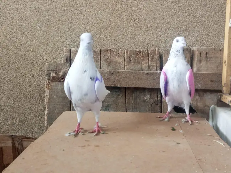 one pair and one male pigeons for sale — photo 7