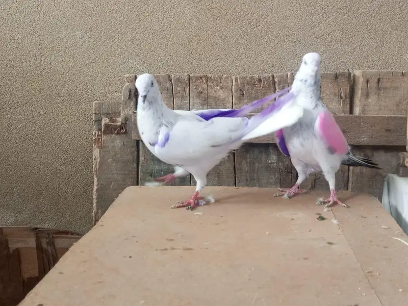 one pair and one male pigeons for sale — photo 8