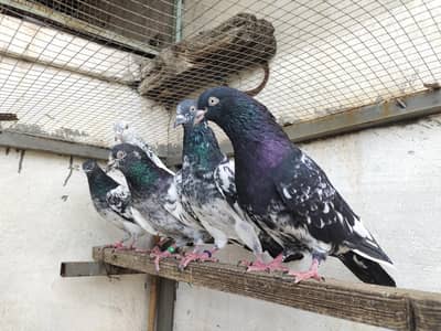 Breeder Rampuri and Ferozpuri