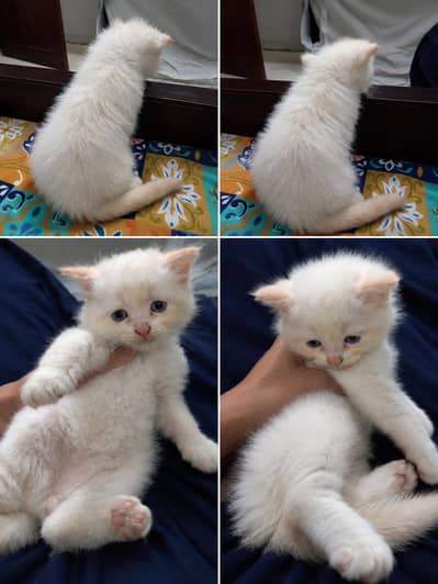 triple coat white Persian kitten