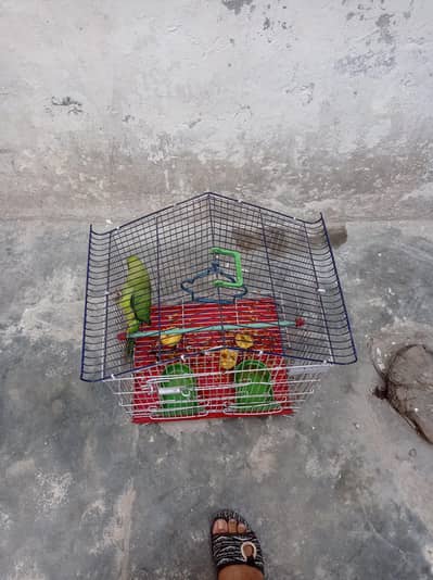 parrot for sale