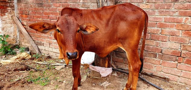 Sahiwali pure wachi