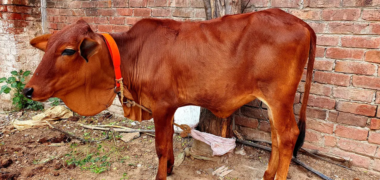 Sahiwali pure wachi — photo 2