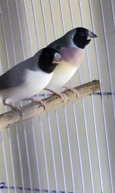 Finches (owl,shaft tail & goldian)