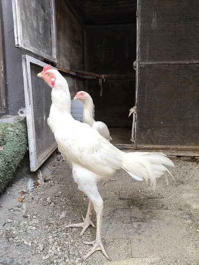 Aseel Heera White Male And Female