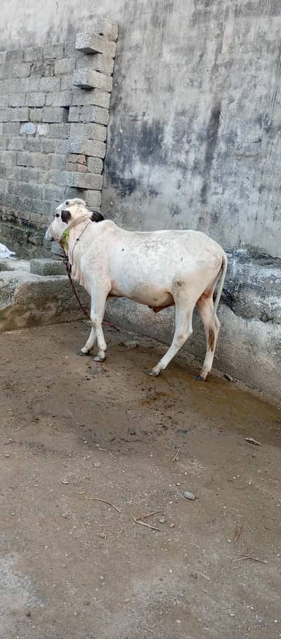 Beautiful and Healthy 1 Year Male Calf for Sale