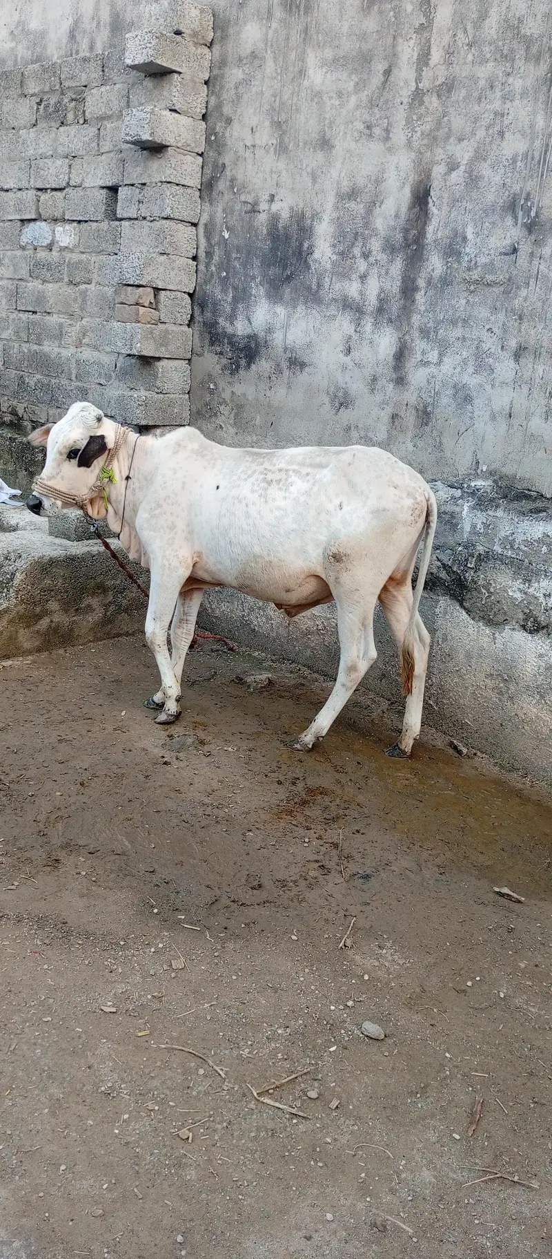 Beautiful and Healthy 1 Year Male Calf for Sale — photo 2