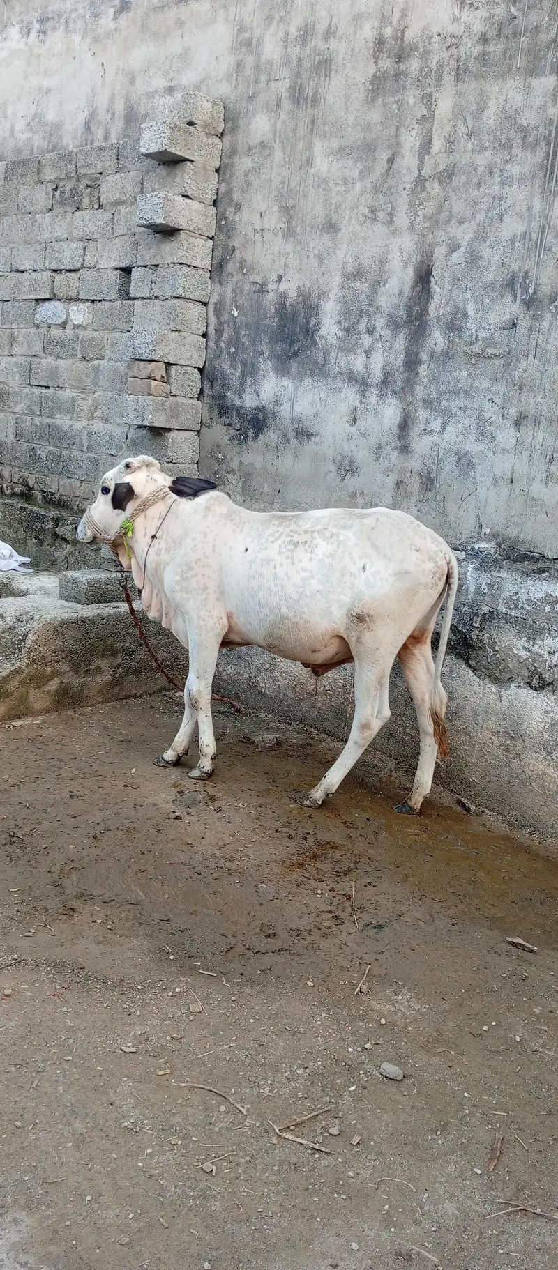 Beautiful and Healthy 1 Year Male Calf for Sale — photo 3