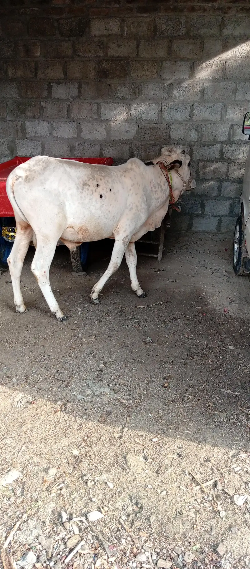 Beautiful and Healthy 1 Year Male Calf for Sale — photo 4