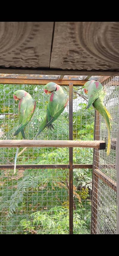 raw males/ pahari
