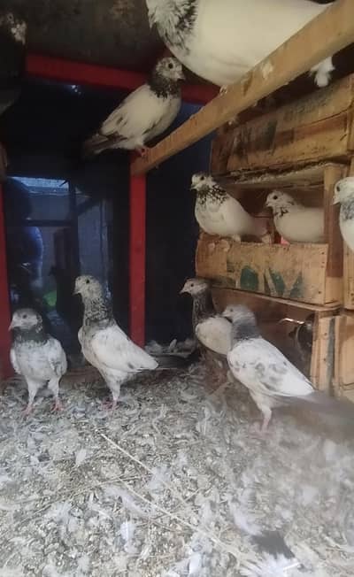 high quality baby pigeons