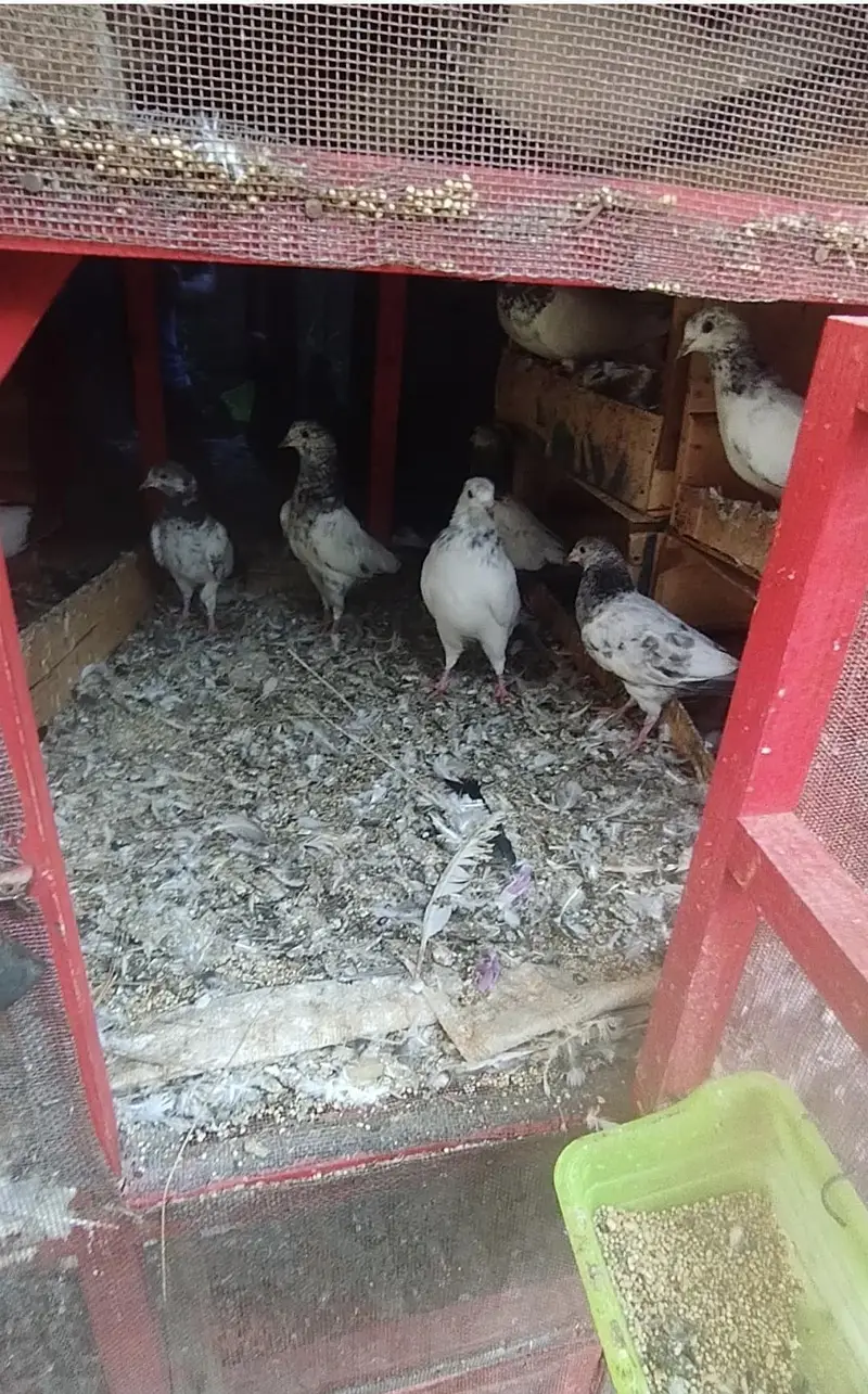 high quality baby pigeons — photo 2