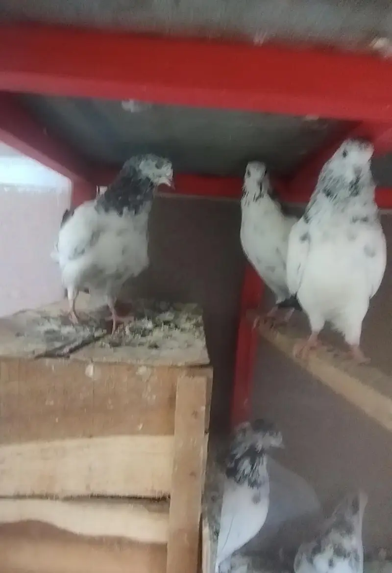 high quality baby pigeons — photo 3