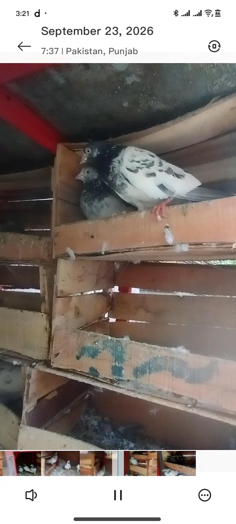 high quality baby pigeons — photo 5