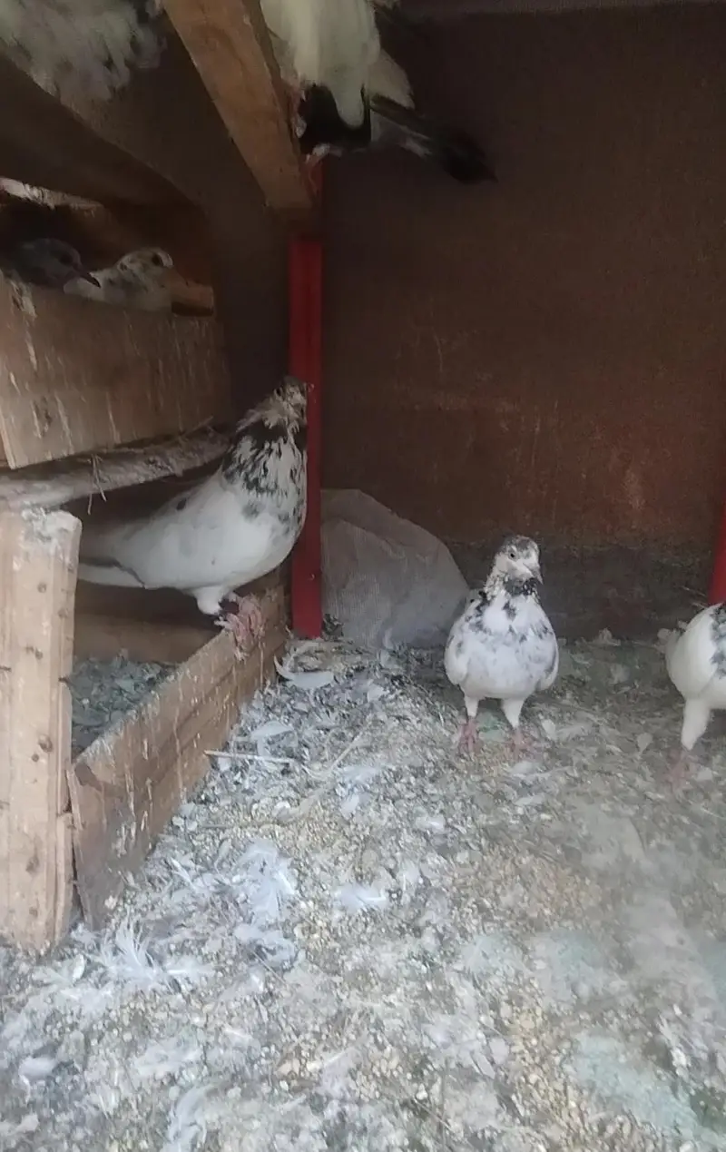 high quality baby pigeons — photo 6
