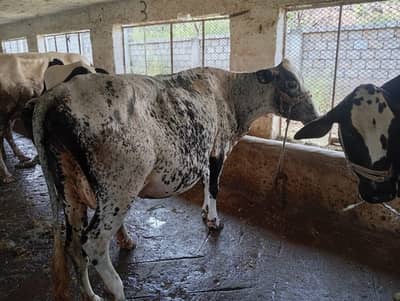 Cross Fresian Cow