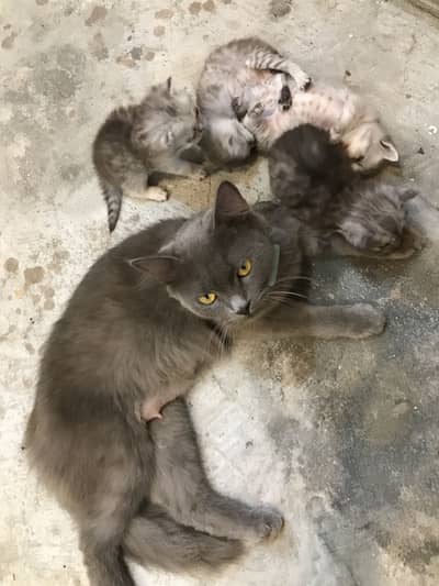 Persian cats