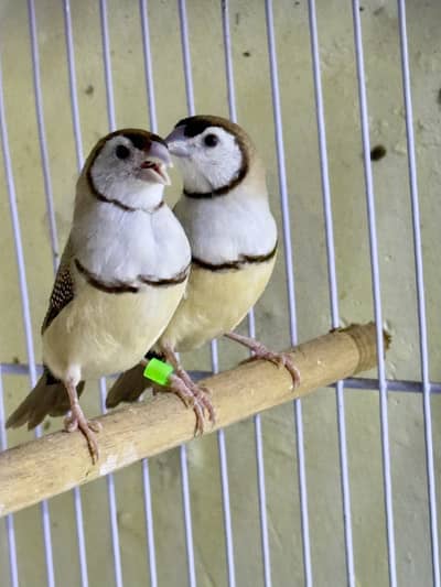 Finches (owl,shaft tail & goldian)