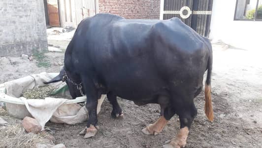 Buffalo and cattle for sale