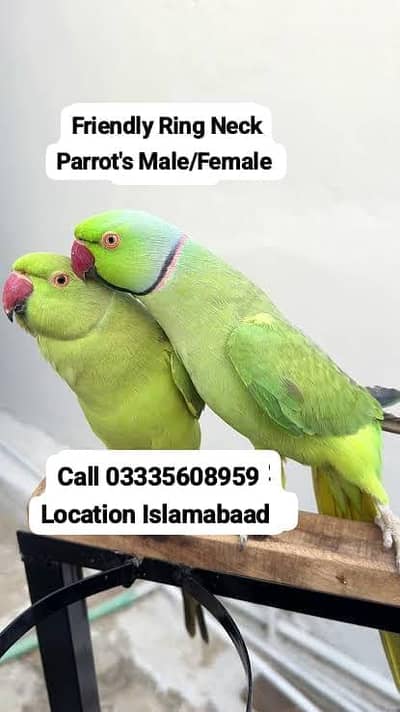 Hand Tamed Friendly Green Ring Neck Parrot's Male/Female Jumbo Size